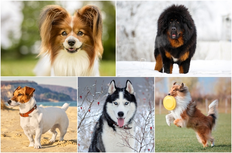 These Dog Breeds Literally Have Superpowers | Shutterstock Photo by JessicaMcGovern & Tatyana Kuznetsova & Maryshot & Sergey Bogdanov & OlgaOvcharenko 