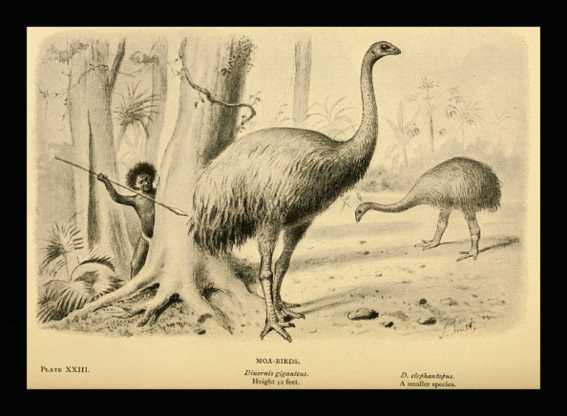 The Mount Owen Moa | Getty Images Photo by Buyenlarge