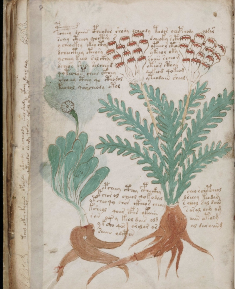 Voynich Manuscript | Alamy Stock Photo
