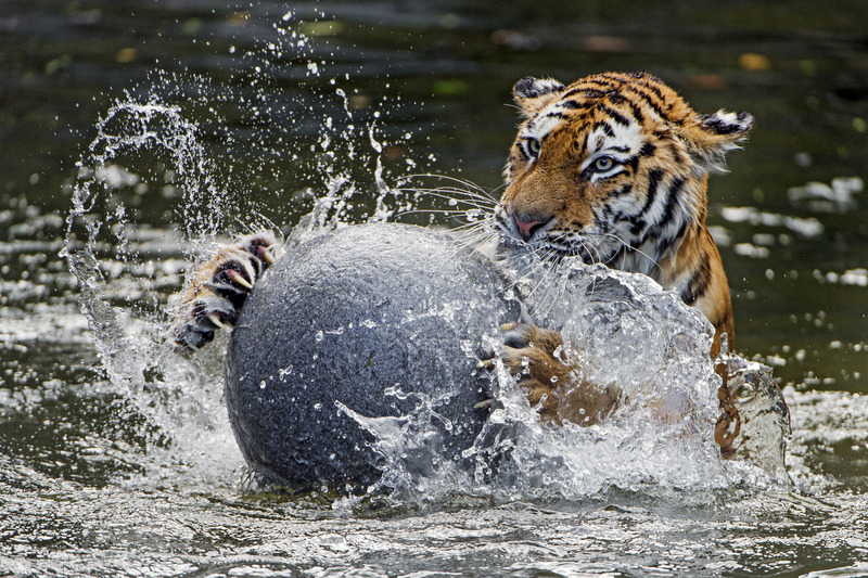 Ball Is Always Life | Getty Images Photo by Tambako the Jaguar