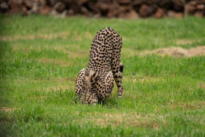 Is That Some New Kind of Cheetah Thing? | Getty Images Photo by Phillip Van Zyl