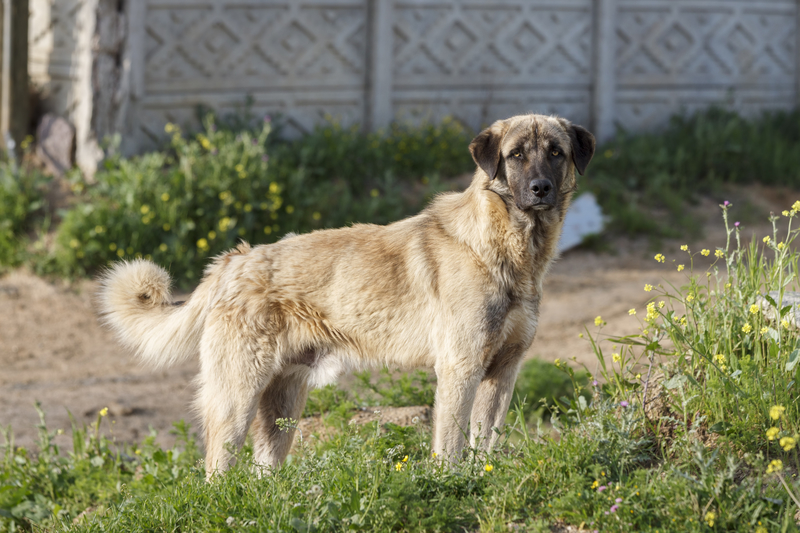 Anatolian Shepherd Dog | Stoktur/Shutterstock