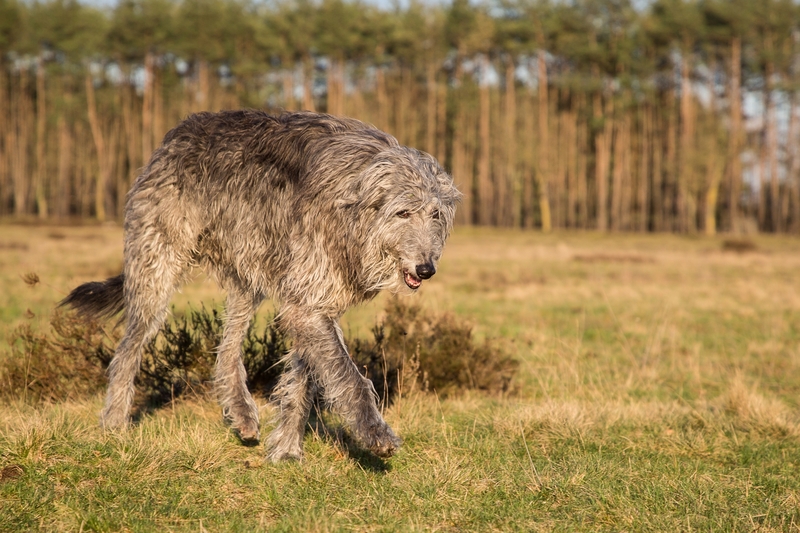 Deerhound | Antonia Gros/Shutterstock