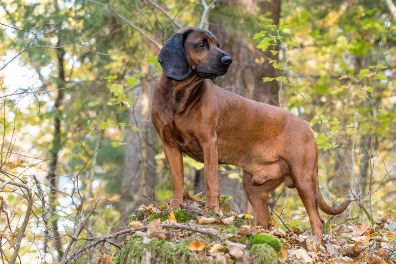 Bavarian Mountain Dog | Aleksandr Abrosimov/Shutterstock