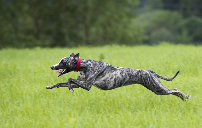 Greyhound | Liliya Kulianionak/Shutterstock 