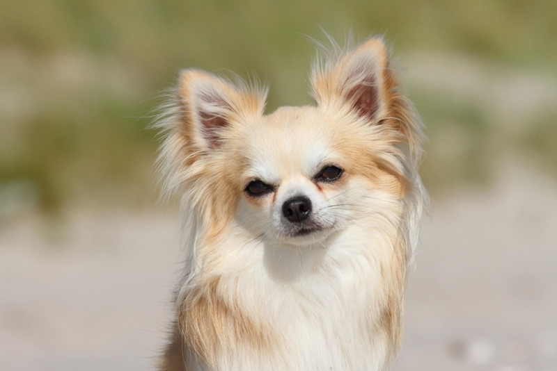 Chihuahua | Alamy Stock Photo by Tierfotoagentur/Traumfoto