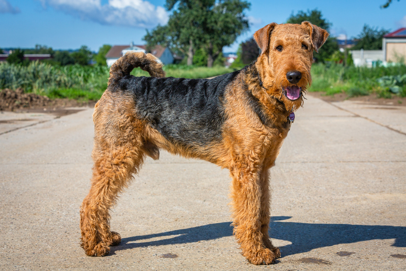 Airedale Terrier | msgrafixx/Shutterstock