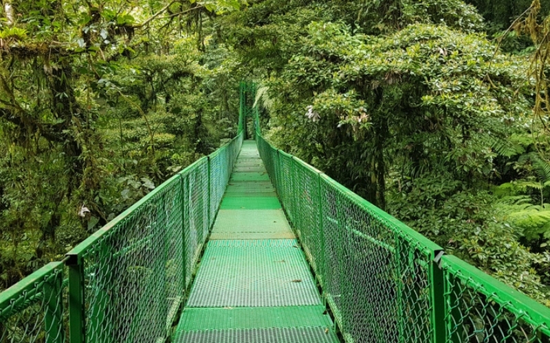 Montenegro Rainforest, Costa Rica | Shutterstock Photo by Aves y estrellas