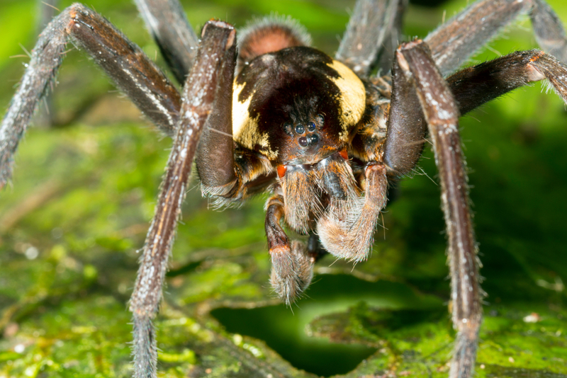 Amazon Giant Fishing Spider | Alamy Stock Photo