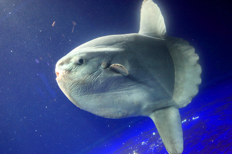 Ocean Sunfish | Shutterstock