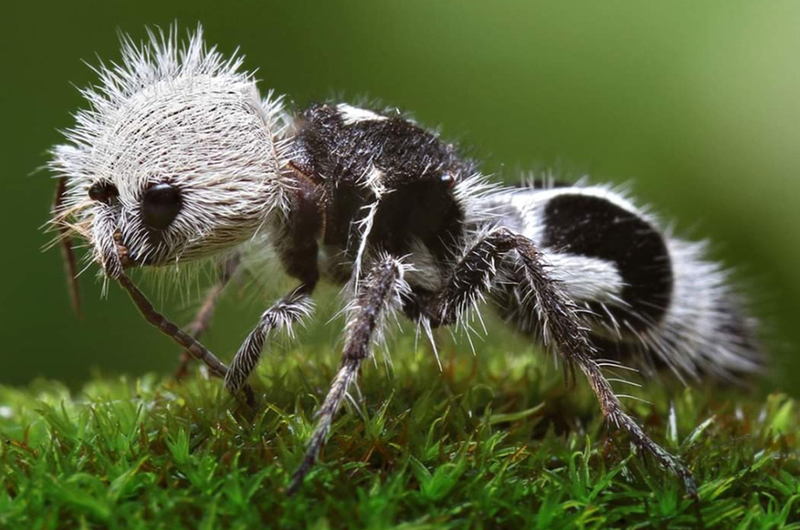 Panda Ant | Shutterstock
