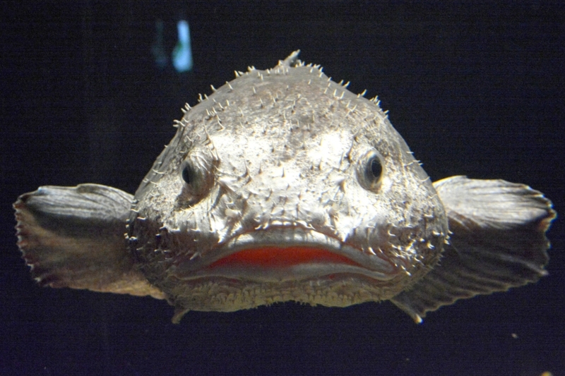 Blobfish | Alamy Stock Photo