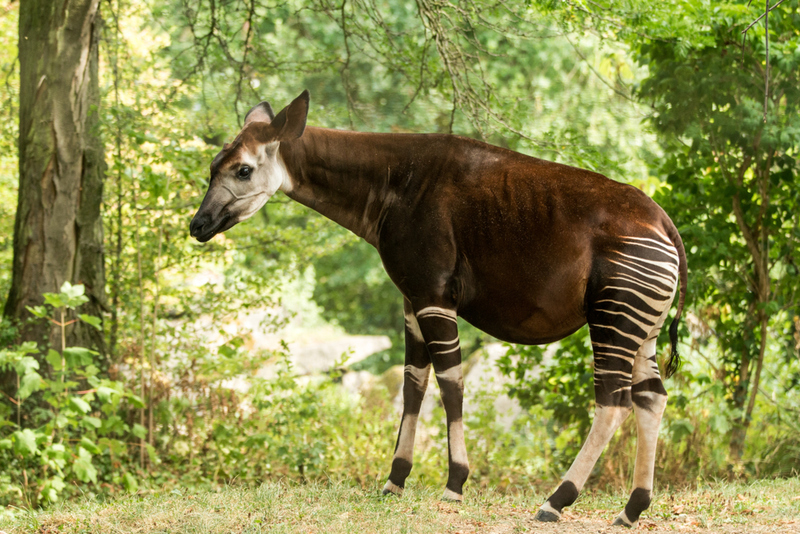 Okapi | Shutterstock