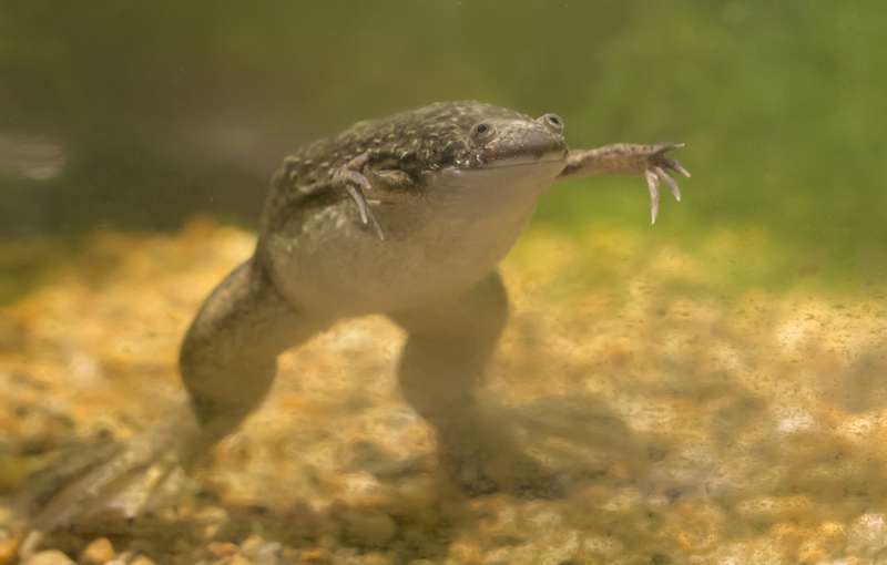 African Clawed Frog | Shutterstock