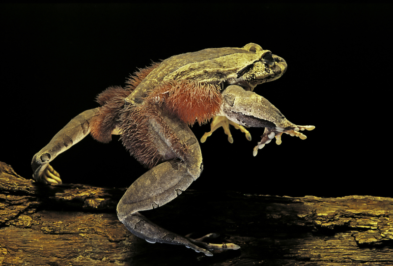Hairy Frog | Getty Images Photo by Paul Starosta