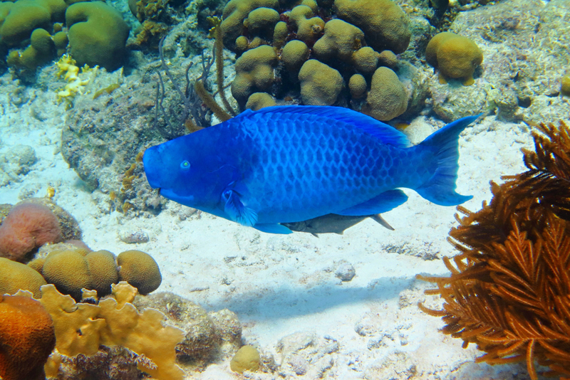 Blue Parrotfish | Shutterstock