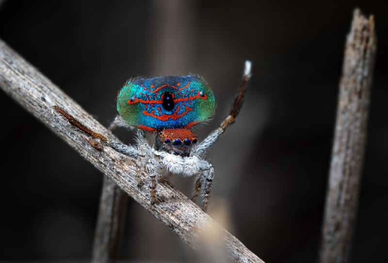 Australian Peacock Spider | Alamy Stock Photo