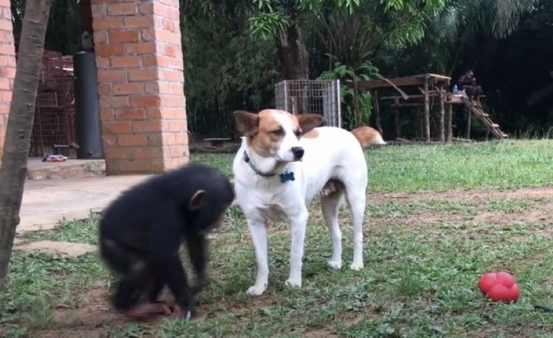 Snafu Grew Up With the Rescued Chimps | Youtube.com/Their Turn