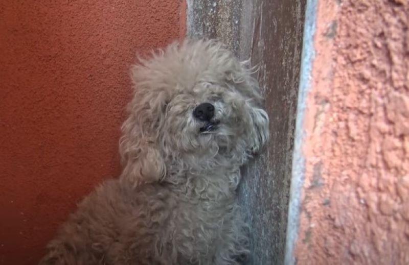 Homeless Poodle Refuses Help From Rescuers | Youtube.com/Hope For Paws - Official Rescue Channel