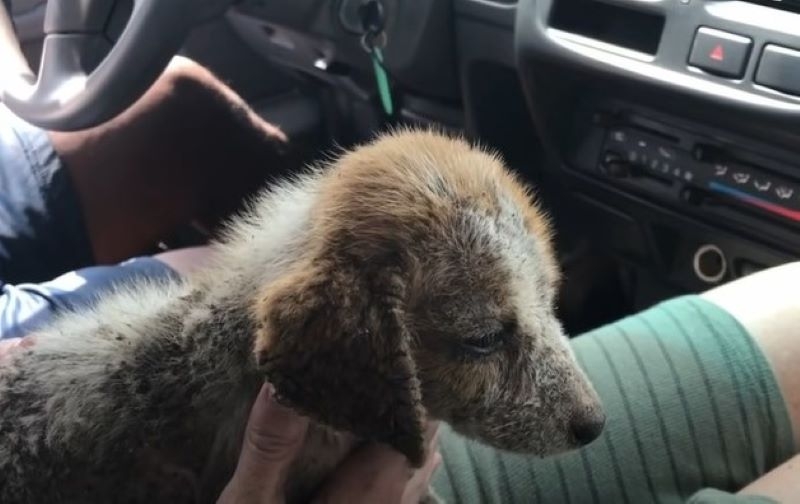 They Thought That Saving the Puppy’s Life Might Be Hopeless | Youtube.com/Their Turn