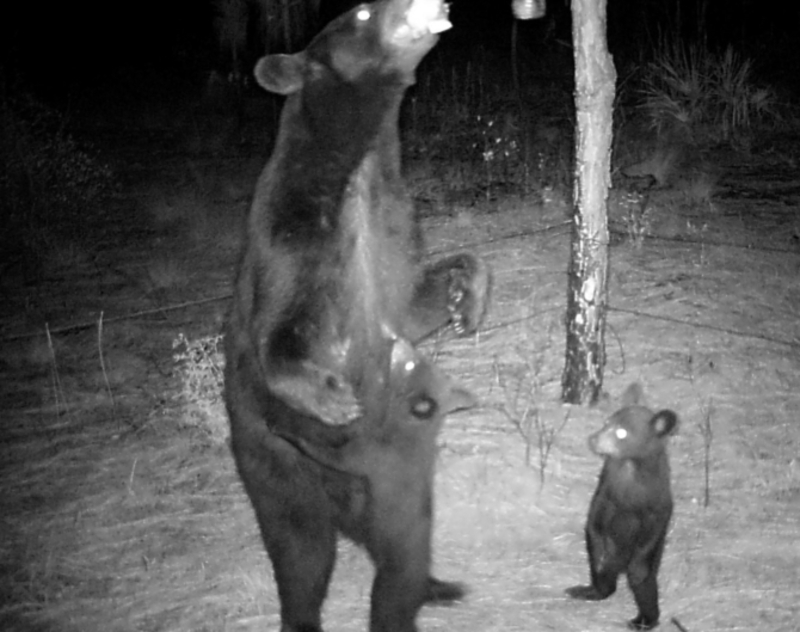 Mama Bear With Her Cubs | Flickr Photo by FWC Fish and Wildlife Research Institute