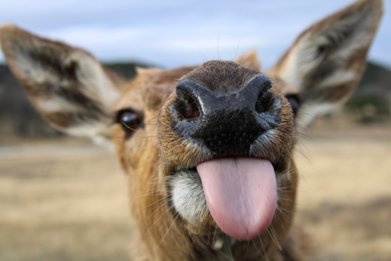 Deer Taunt | Marianna Palacios/Shutterstock
