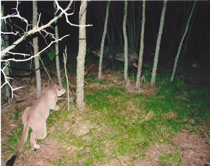 Mountain Lion On The Chase | Reddit.com/elfmachine100