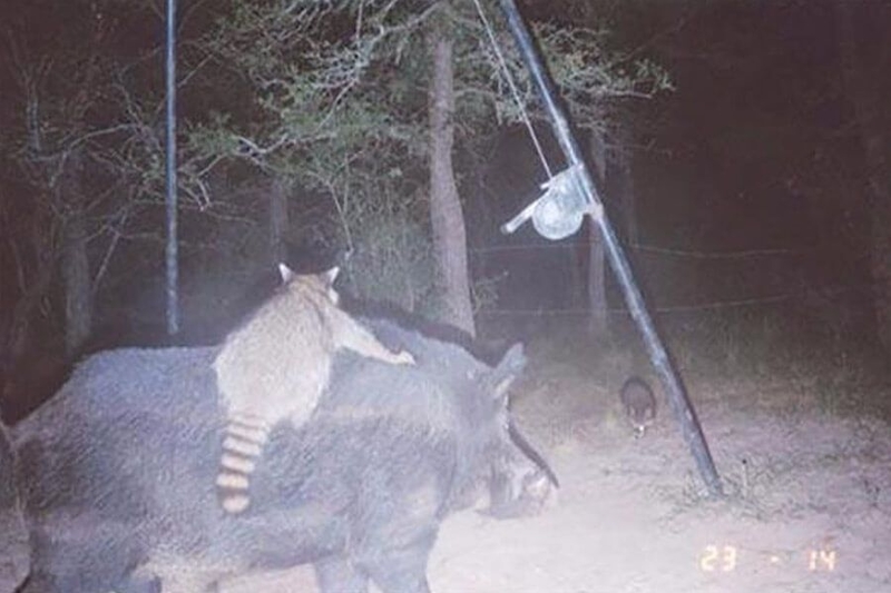 Raccoon Riding a Feral Hog | Reddit.com/jajison