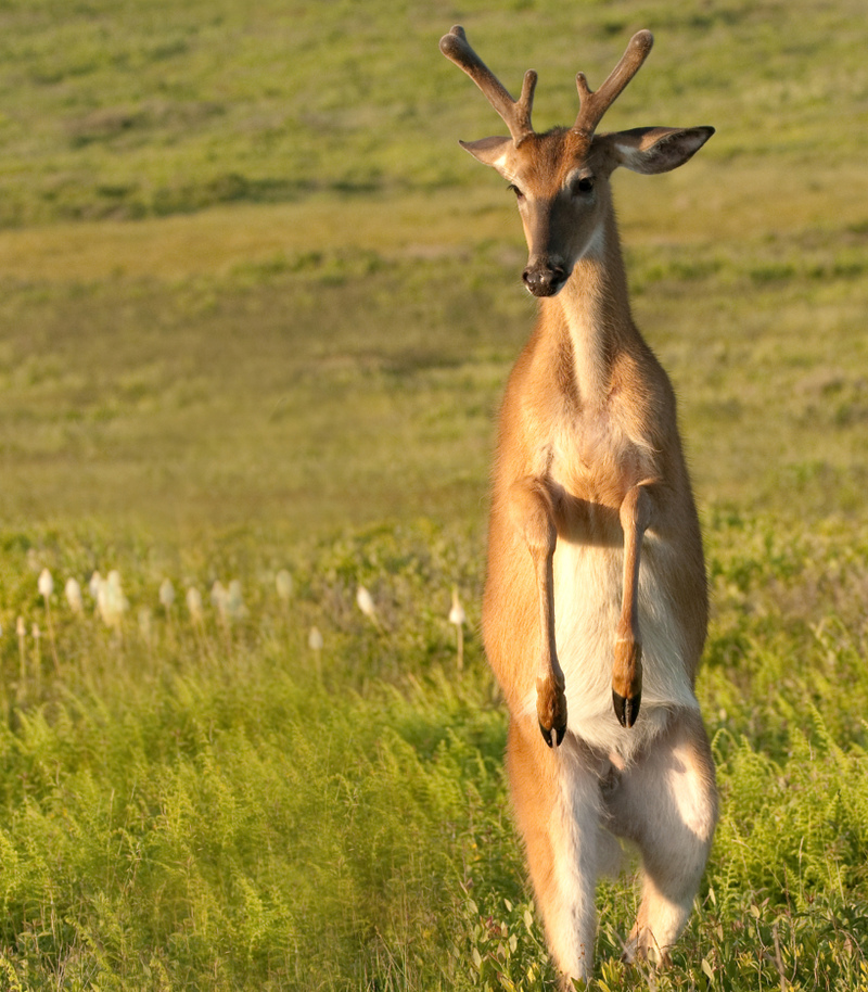 Standing Deer | PhotosbyAndy/Shutterstock