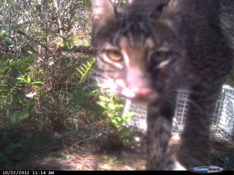The Bobcat Cam | Flickr Photo by Florida Fish and Wildlife