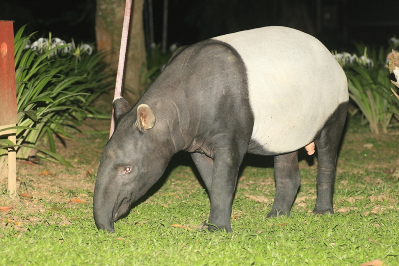 Hey Look, It’s a Tapir! | Alamy Stock Photo by Nobuo Matsumura