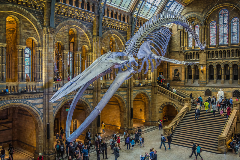 London’s Natural History Museum | Shutterstock