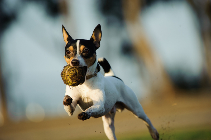 Toy Fox Terrier | Shutterstock Photo by everydoghasastory