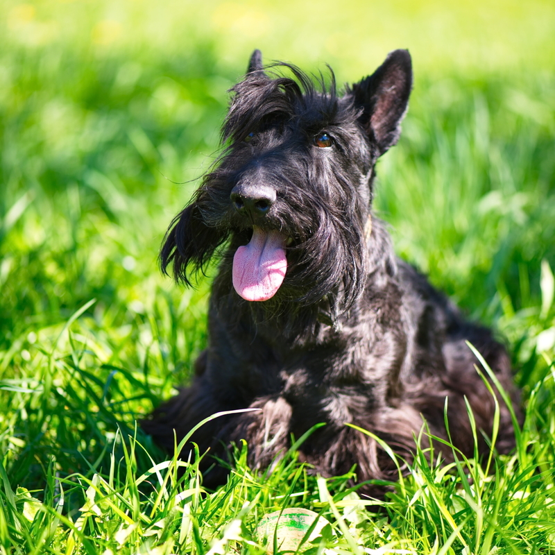 Scottish Terrier | Shutterstock Photo by Svet foto