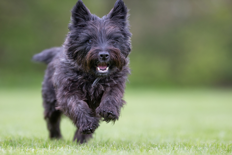 Cairn Terrier | Shutterstock Photo by BIGANDT.COM