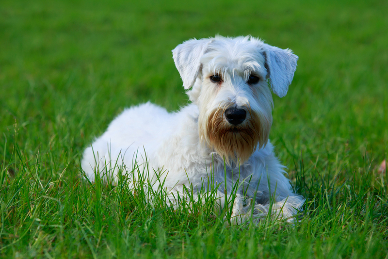 Sealyham Terrier | Shutterstock Photo by Olga Aniven