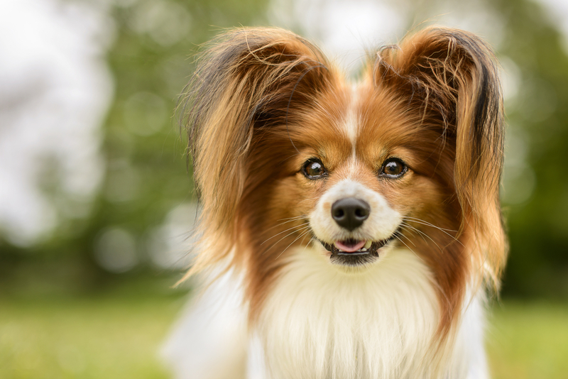 Papillon (Continental Toy Spaniel) | Shutterstock Photo by JessicaMcGovern