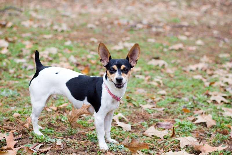 Rat Terrier | Shutterstock Photo by Emily Ranquist