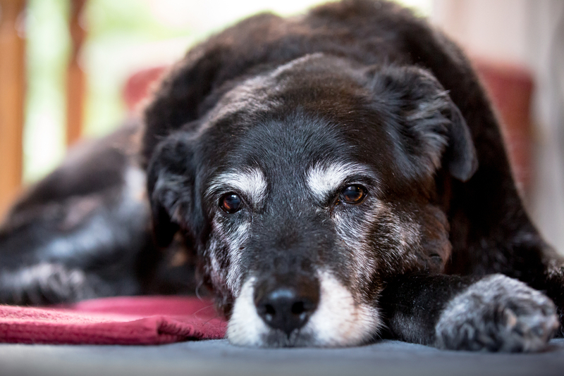 Senior Dogs | Shutterstock Photo by Alex Mladek