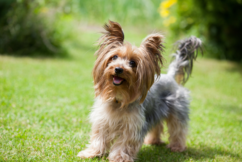 Yorkshire Terrier | Shutterstock Photo by Birute Vijeikiene