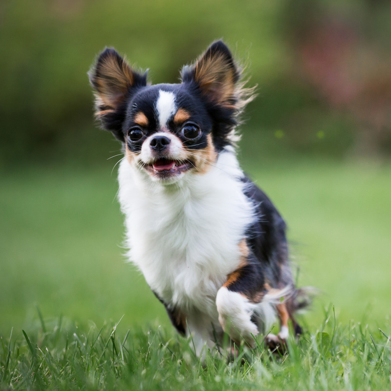 Chihuahua | Shutterstock Photo by alexks