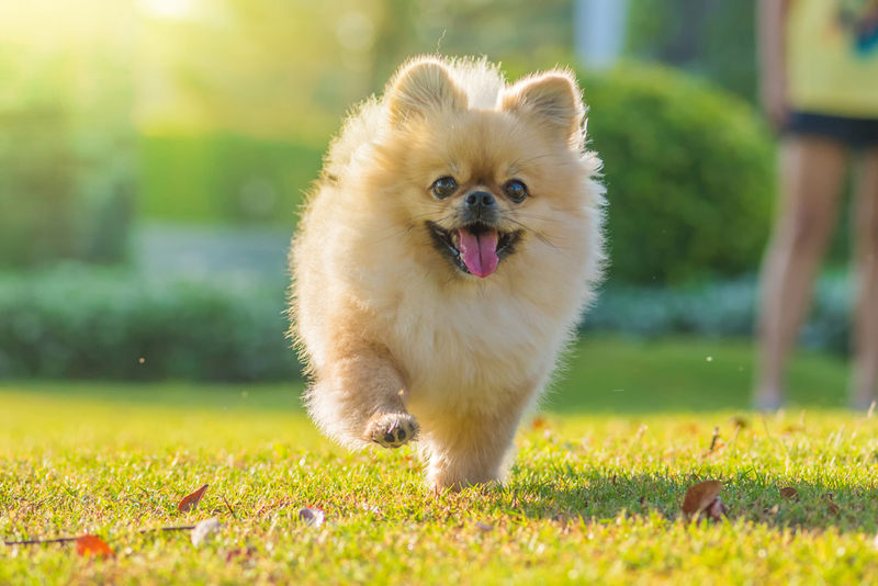 Pomeranian | Shutterstock Photo by wirakorn deelert