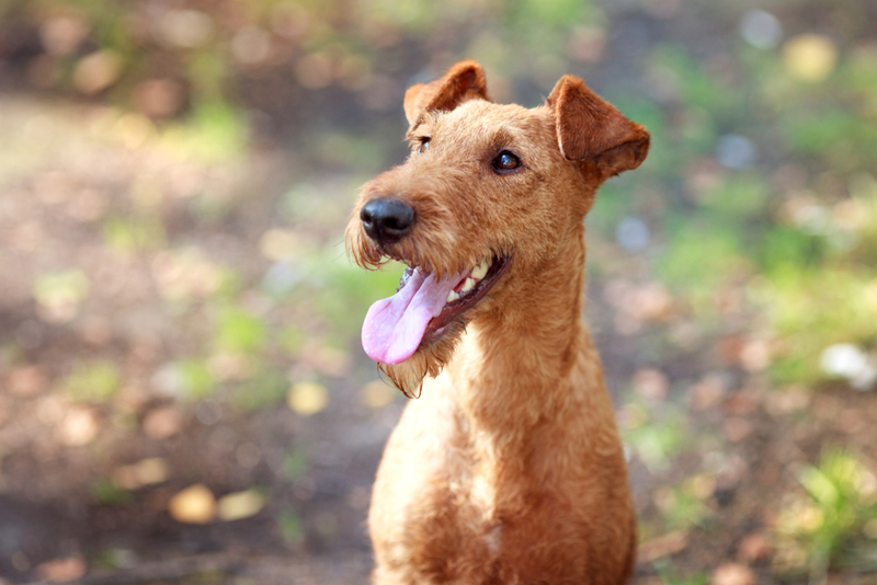 Irish Terrier | Shutterstock Photo by bagicat