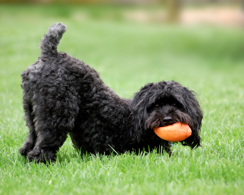 The Schnoodle | Shutterstock Photo by Patrick McCall