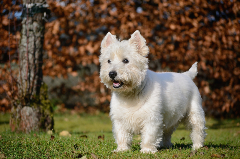 West Highland Terrier | Shutterstock Photo by anetapics