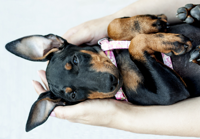Manchester Terrier | Shutterstock Photo by escada007