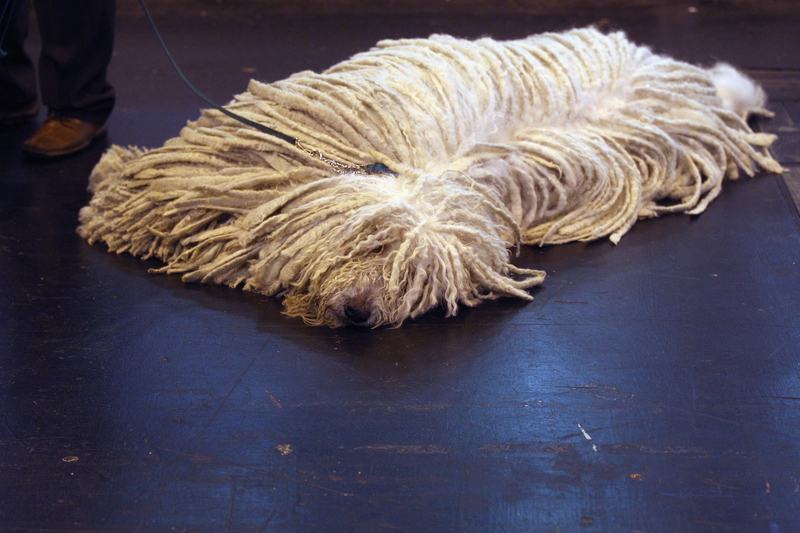 Somebody's Mop Died | Getty Images Photo by Oli Scarff