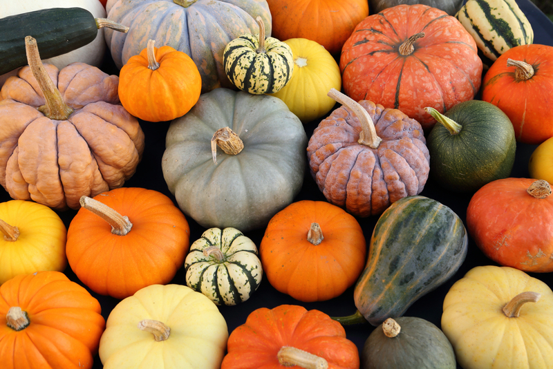 Pumpkins Are Way Too Big for the Fridge. | Krzysztof Slusarczyk/Shutterstock