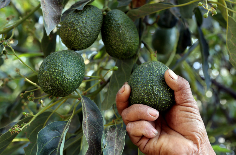 Optimizing Avocados | Getty Images Photo by JOSE CASTANARES