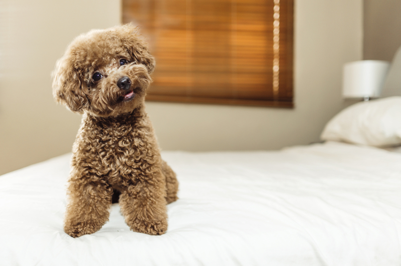 Toy Poodle | Shutterstock